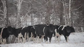 Cows of the Chornobyl zone near the village of Lubyanka. The meeting from which it all began ...