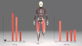 Leg Muscles During Walking