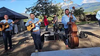 El Macho Tordillo - Los Palitos De Mascota