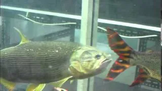 Golden Dorado Vs Erythrinus