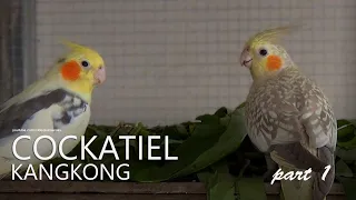 Cockatiels and Kangkong Part 1