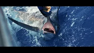 Blue Marlin Fishing at the Cape Verde - Santo Antao | Shimano Tiagra