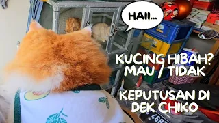 Kucing di hibahkan. cat animal trending viral kucing pet dog anjing ai cute video youtube hewan