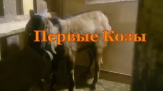 Козы в моем хозяйстве.