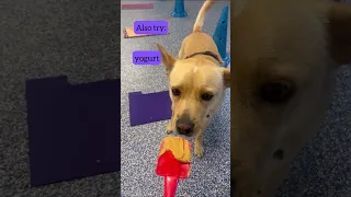 Peanut butter time-make a Lickstick! #dogtraining #buildconfidence #peanutbutter #dogstuff #dogs