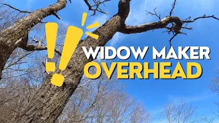 Hunting food plots, oak wilt, sustainable sylviculture and slaying dead trees