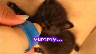 母猫のミルクを飲むようにミルクをがぶ飲みする日本の子猫。それはとてもかわいいです。