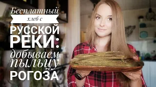 Бесплатный хлеб русской реки: добываем пыльцу рогоза