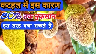 कटहल में ये तीन रोग पहुंचाते है  सबसे अधिक  नुकसान।  jackfruit