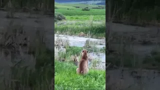 Once in a lifetime Mountain Lion encounter!