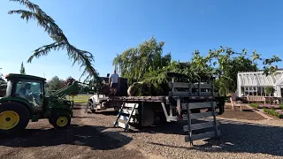 Final Load of GORGEOUS Trees for the Pond Project + Planting a Birch! 🌳🌲💚 // Garden Answer