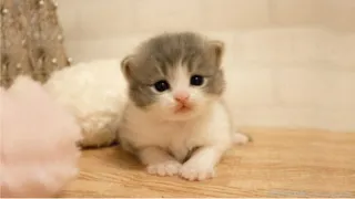 So many cute kittens videos compilation 2023 | Part 2