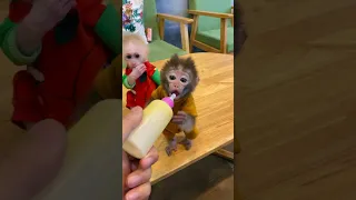 #monkey #animals #funny #cutebaby #trendingshorts #memes #smart #babycute #monkeybaby #socute