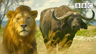 Lion pride works together to hunt buffalo 🦁 Serengeti II - BBC