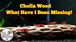 Cholla Wood and Preparing Driftwood