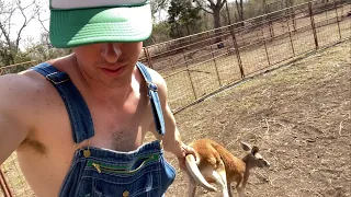 How to Catch a Kangaroo