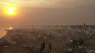 Aerial view of long horns cows in a Mundari tribe cattle camp, Terekeka, South Sudan