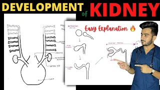 Development of Kidney | Development of Urinary System | Renal Embryology