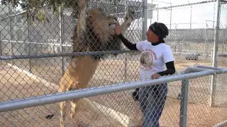 Our Day At Lion Habitat Ranch Las Vegas