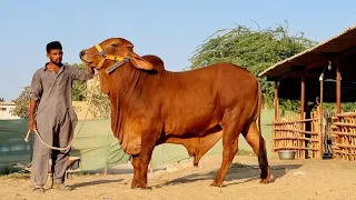 Biggest Brahman Bull Ever |Complete Documentary