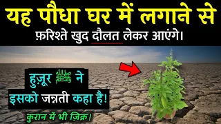 यह पौधा घर में लगाने से रिज्क में बरकत होगी ? Holy Basil Plant In Islam || Noore hadees