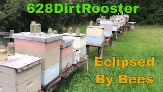 What Did Our Bees Think Of That Partial Solar Eclipse?