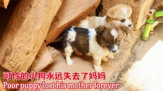 The mother dog had an accident while out looking for food, and the poor puppy lost its motherforever