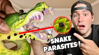 MY SNAKES ARE INFESTED WITH PARASITES ! CAN WE SAVE THEM ?!