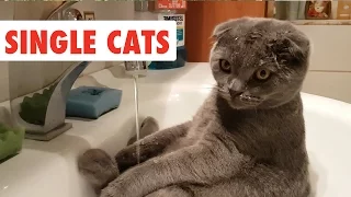 Single Cats | Funny Cat Video Compilation 2020