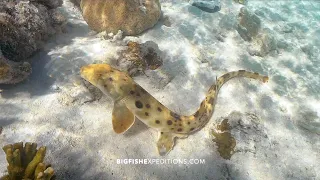 Sharks and Rays of Heron Island