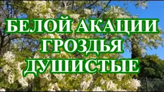 БЕЛОЙ АКАЦИИ ГРОЗДЬЯ ДУШИСТЫЕ  🍷🍷 КАРАОКЕ | СПОЁМ ВМЕСТЕ 👫Click Here╰❥ @MobyLife