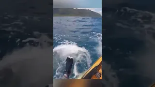 Tiger shark attacks kayak fisherman 1 mile (1.6 km) off the coast of Oahu, Hawaii 🦈😱 #viral #shorts