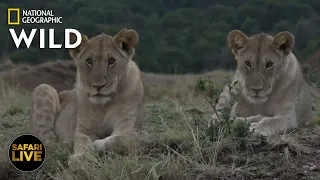 Safari Live - Day 263 | Nat Geo Wild