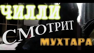 ЧИЛЛИ СМОТРИТ ФИЛЬМ "МУХТАР"