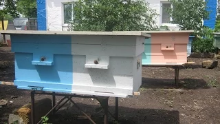 Двух маточьное содержание пчел , улей лежак на 28 рамок.