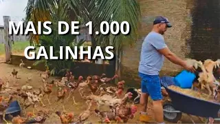 O MAIOR CRIATÓRIO DE GALINHAS ÍNDIO GIGANTE DO BRASIL!!! O RANCHO TRINDADE RONDONIA