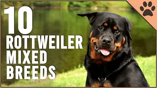 10 Rottweiler Mix Breeds | Dog World