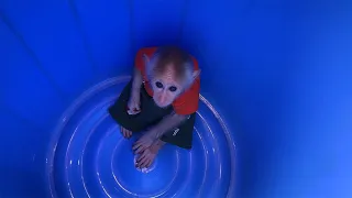 Dad rescues Monkey BiBi trapped in plastic barrel