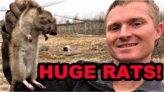 HUGE RATS vs Mink and Dogs