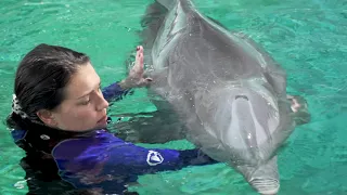 Update on Winter the Dolphin