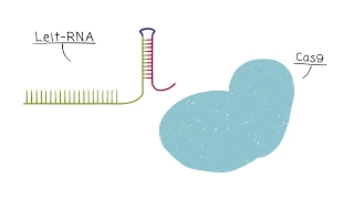 CRISPR/Cas 9 Erklärvideo - Open Science