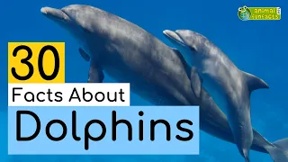 30 Facts About Dolphins 🐬 - Learn All About Dolphins - Animals for Kids - Educational Video
