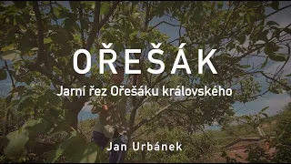 OŘEŠÁK – jarní řez Ořešáku královského