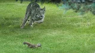 ALASKA Lynx vs. Squirrel Backyard City Battle