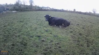 storm warning and calf alert