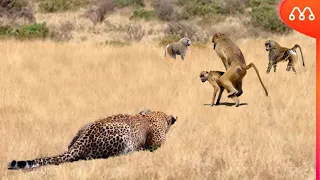 WHEN THE LEOPARD ATTACKS THE BABOONS