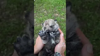 Cachorro de Perro lobo checoslovaco