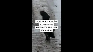 Ajelulla kylän kovimman metontappajan kanssa #kanalinnustus #metsästys  #teamsakosuomi