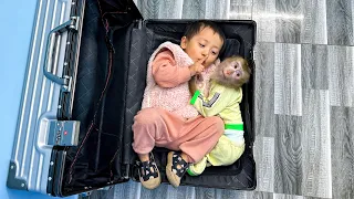 Monkey Kaka and Diem hug each other while hiding in a suitcase