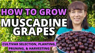 The BEST Muscadine Grape Grow Guide - How To Grow Muscadine Grapes At Home #grape  #garden #fruit